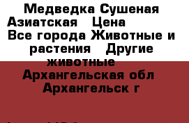 Медведка Сушеная Азиатская › Цена ­ 1 400 - Все города Животные и растения » Другие животные   . Архангельская обл.,Архангельск г.